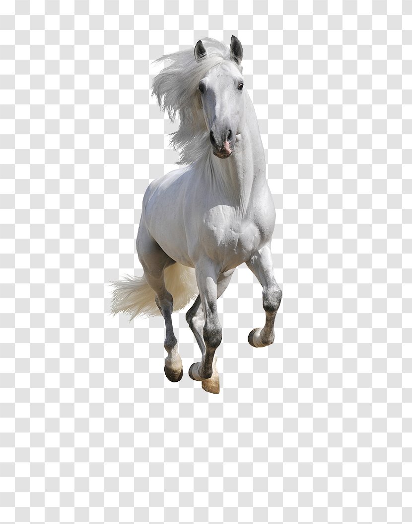 Mustang Andalusian Horse American Paint Arabian Equestrian - Runner Transparent PNG