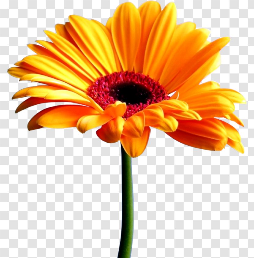 Transvaal Daisy Desktop Wallpaper Cut Flowers Common - Orange - Flower Transparent PNG