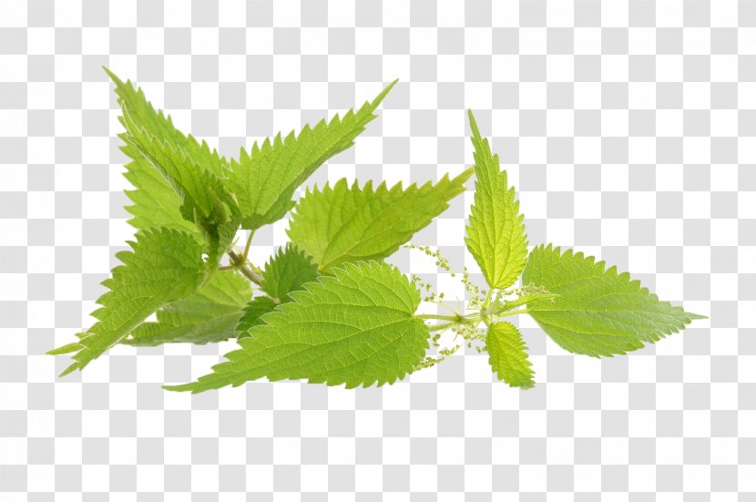 Common Nettle Herb Medicinal Plants Infusion Transparent PNG