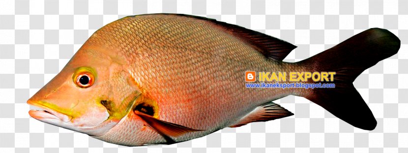 Fish White Meat Fillet Coral Trout - Grouper Transparent PNG