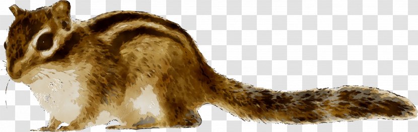 Whiskers Cat Dog Canidae Mammal - Tail Transparent PNG