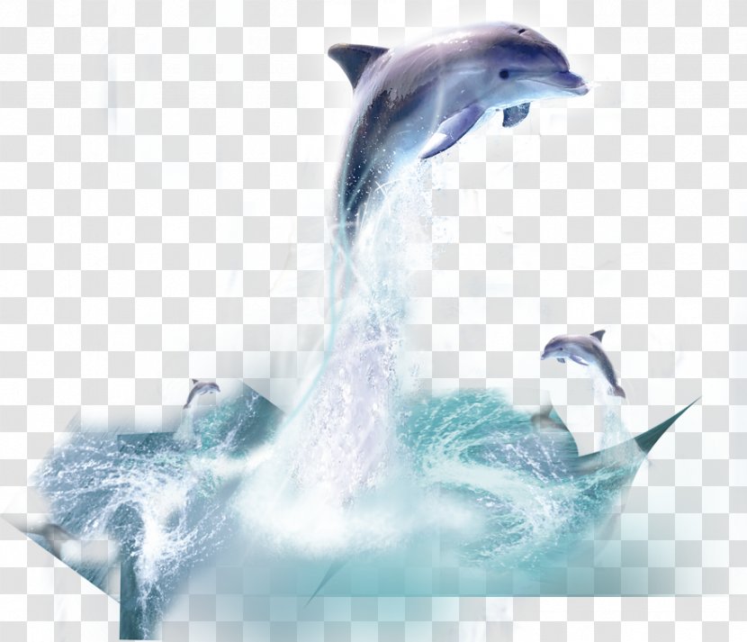 Dolphin Whale Transparent PNG