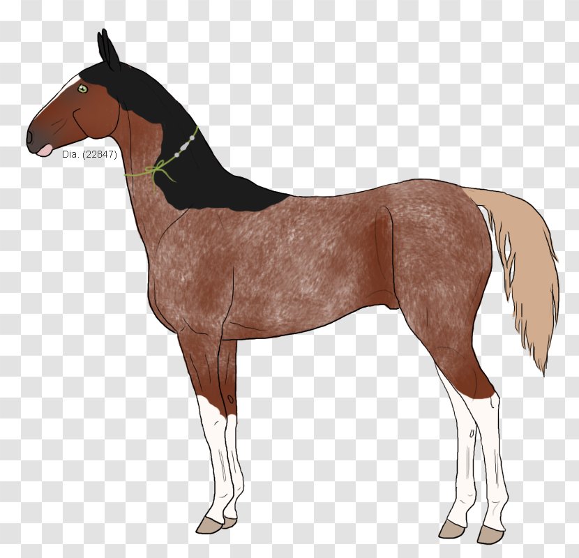 Mustang Equestrian Sport Horse Blanket Horze - Crystal Transparent PNG