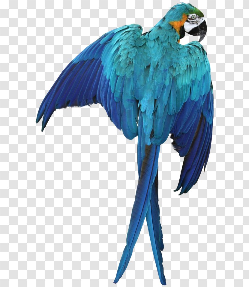 Parrot Bird Macaw - Common Pet Parakeet - Pirate Transparent PNG