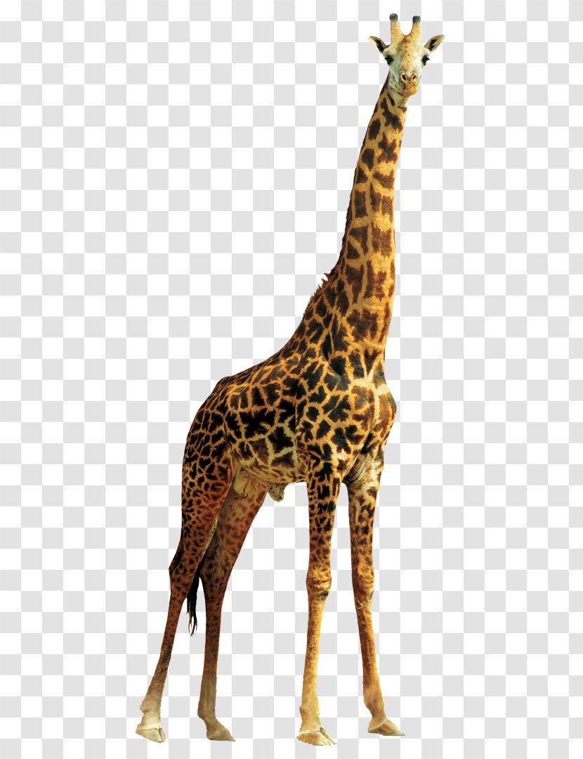 Desktop Wallpaper Clip Art - Northern Giraffe - Terrestrial Animal Transparent PNG