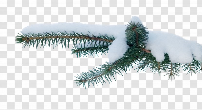 Spruce Tree Snow Branch - Winter - Pine Cone Transparent PNG