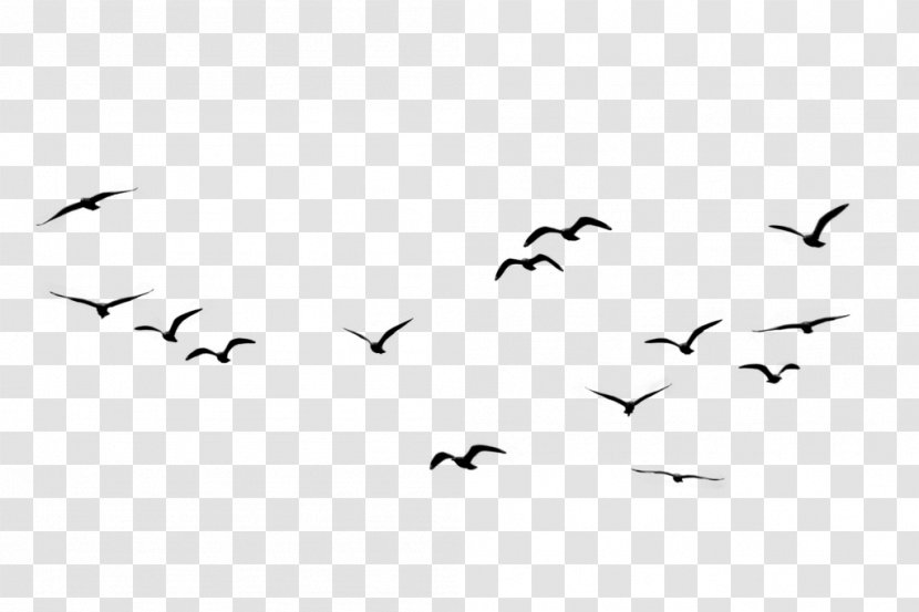Avialae Bird Migration Crows Swan Goose - Tree - Flower Transparent PNG