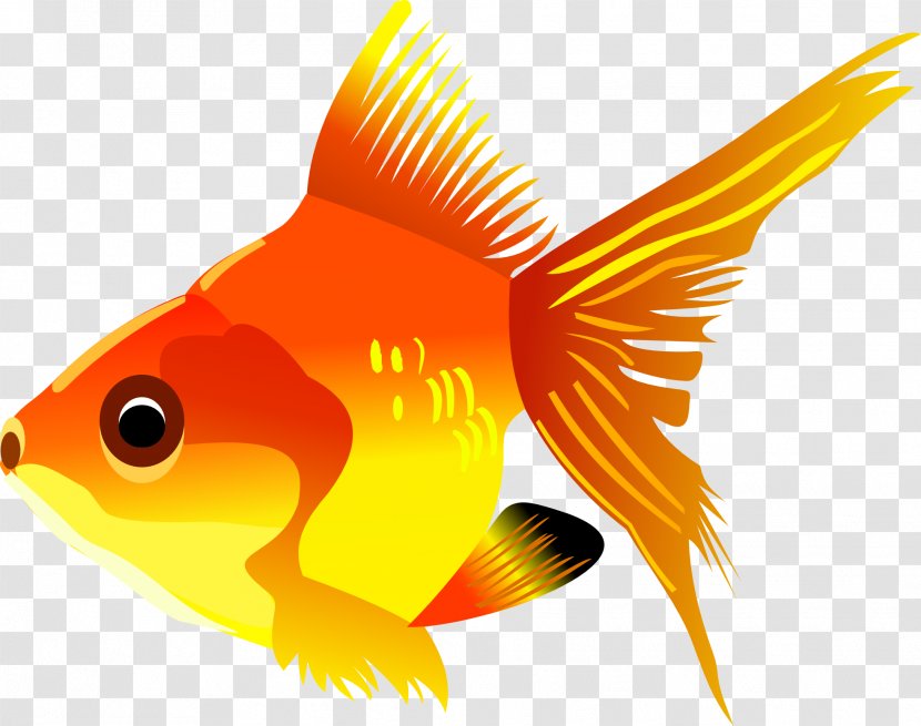 Goldfish Marine Biology Graphics Fauna - Gold Fish Image Transparent PNG