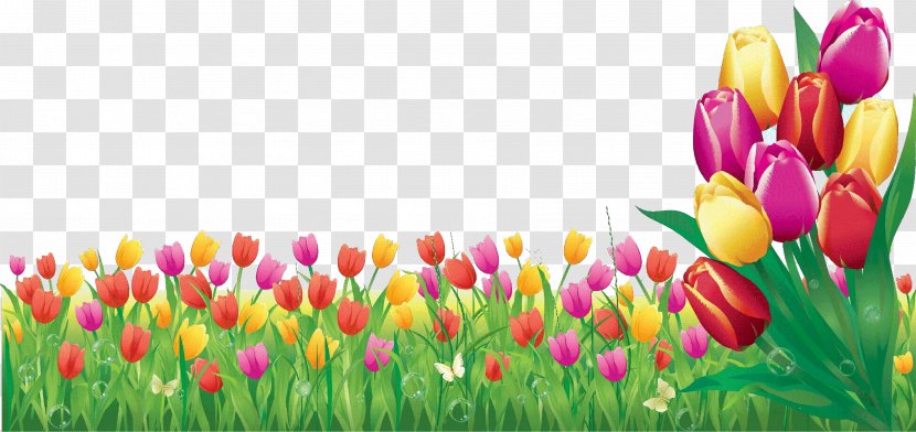 Tulip Petal Flower Lady Plant - Grass Meadow Transparent PNG