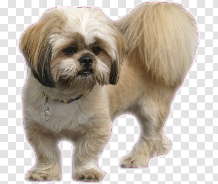 Lhasa Apso Shih Tzu Tibetan Terrier Yorkshire - Chow - Puppy Transparent PNG