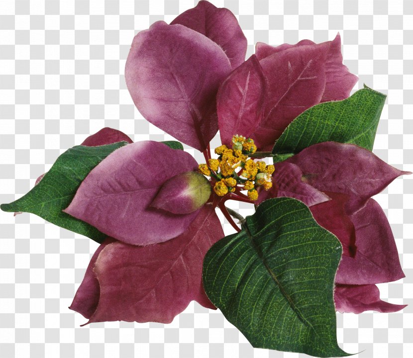 Rose Cut Flowers Petal - Family Transparent PNG