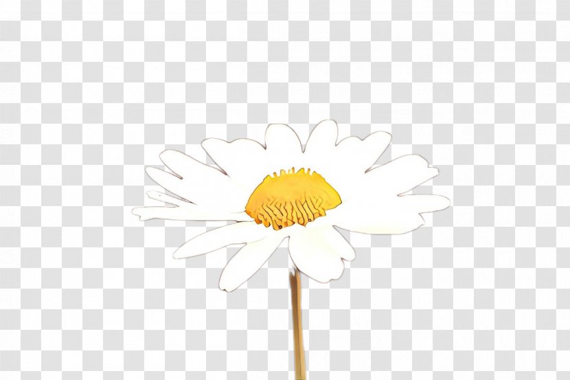 Daisy - Mayweed - Oxeye Transparent PNG