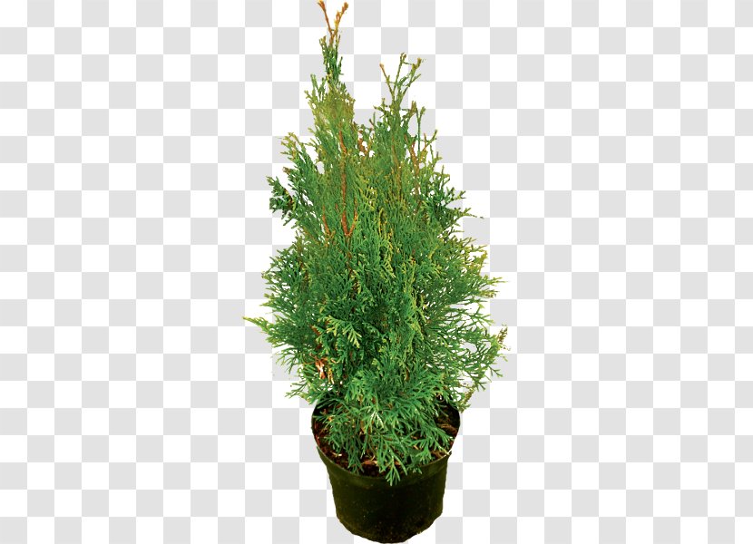 Spruce Juniperus Chinensis English Yew Evergreen Shrub - Taxus Baccata - Tree Transparent PNG