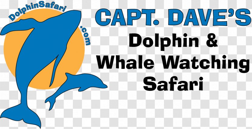 Capt Dave's Dana Point Whale Watching Cetacea Marine Mammal Dolphin - Organism Transparent PNG