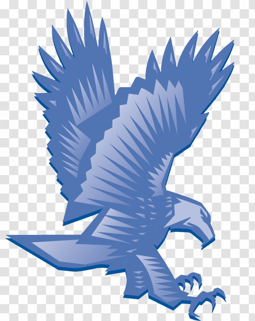 Bald Eagle Beak Clip Art - Bird Transparent PNG