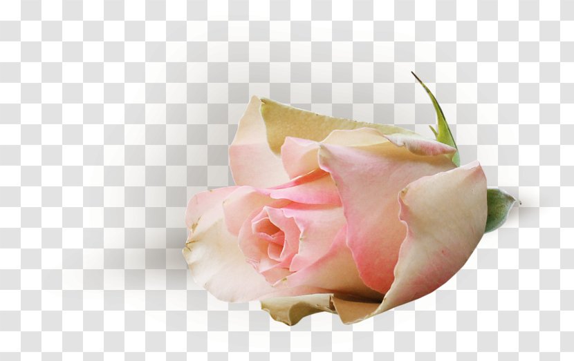 Garden Roses Pink Cut Flowers Cabbage Rose Petal - Blue - Flower Transparent PNG