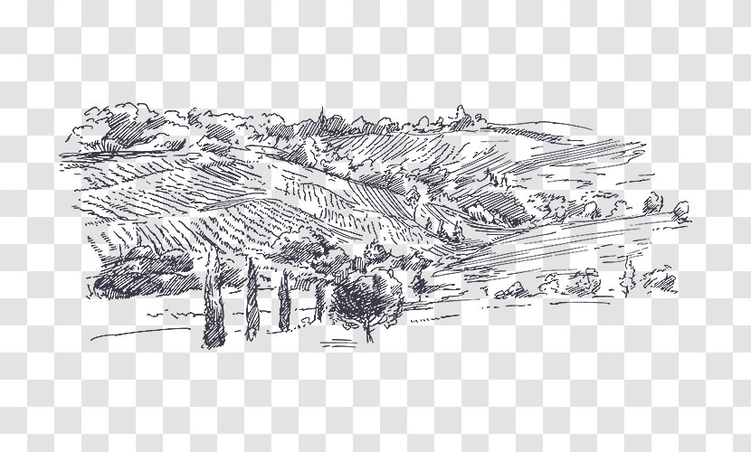Wine Sketch Drawing Vector Graphics Judaean Mountains - Vineyard - Purple Grapes Transparent PNG