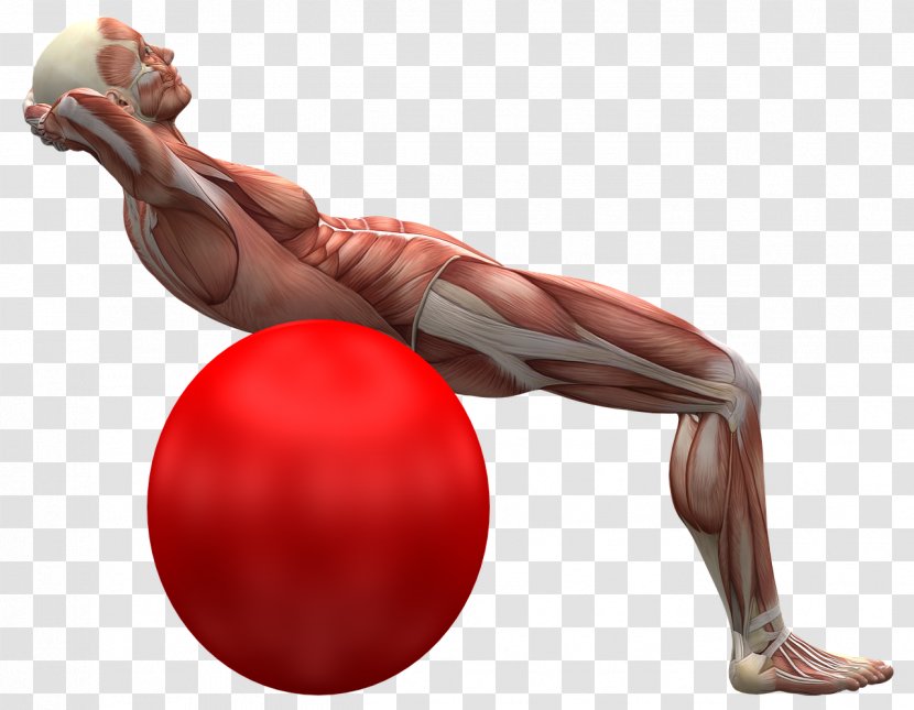 Back Pain Human Muscle Exercise Balls Skeleton - Tree Transparent PNG