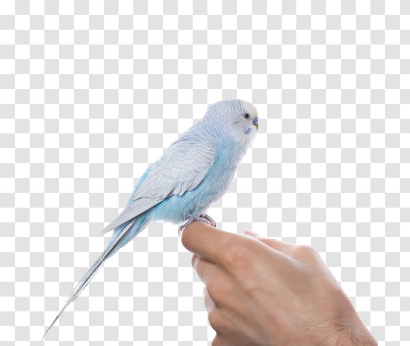 Budgerigar Lovebird True Parrot U9ce5u985e: U9e1au9d61 - Cobalt Blue Transparent PNG