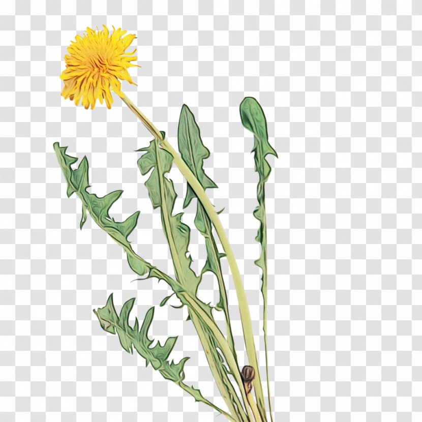 Flower Flowering Plant Dandelion Native Sowthistle Hawkweed - Paint - Crepis Paludosa Sow Thistles Transparent PNG