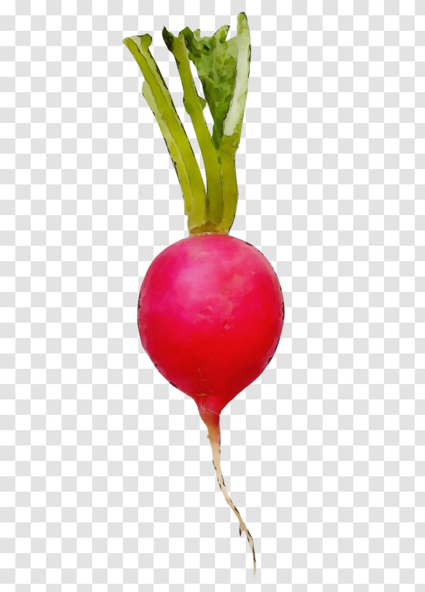 Radish Beet Beetroot Turnip Vegetable - Wet Ink - Flower Food Transparent PNG