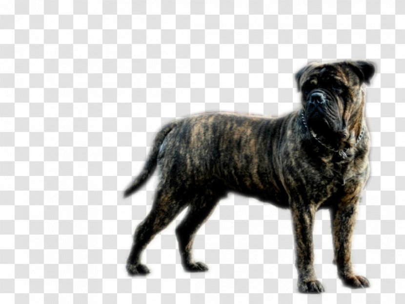 Dog Breed Snout Razas Nativas Vulnerables - Like Mammal Transparent PNG