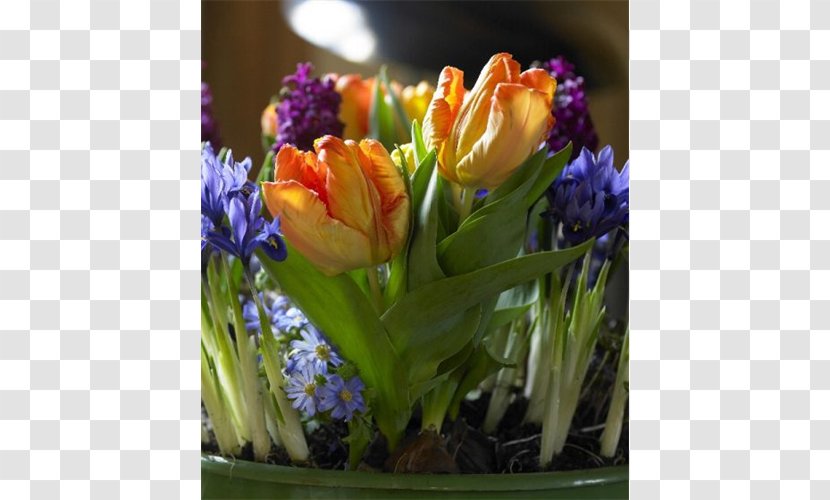 Tulip Striped Squill Netted Iris Hyacinth Irises - Flower Bouquet Transparent PNG