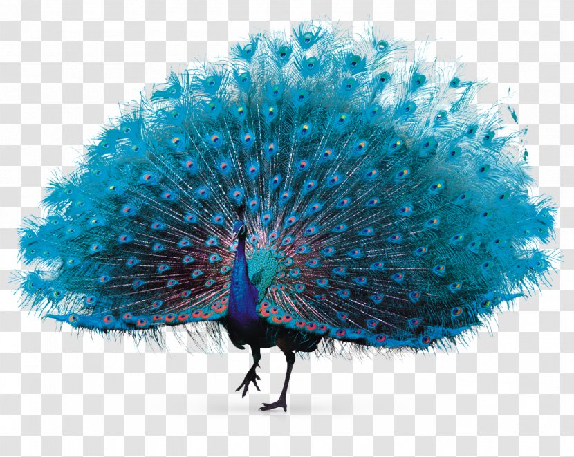 Feather Peafowl - Organism - Peacock Transparent PNG