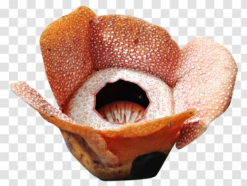 Mount Kinabalu Kota Rafflesia Flower Bud - Gynoecium - A Bouquet Of Flowers Transparent PNG