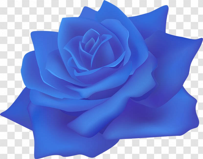 Beach Rose Centifolia Roses Paper Flower Blue - Petal Transparent PNG