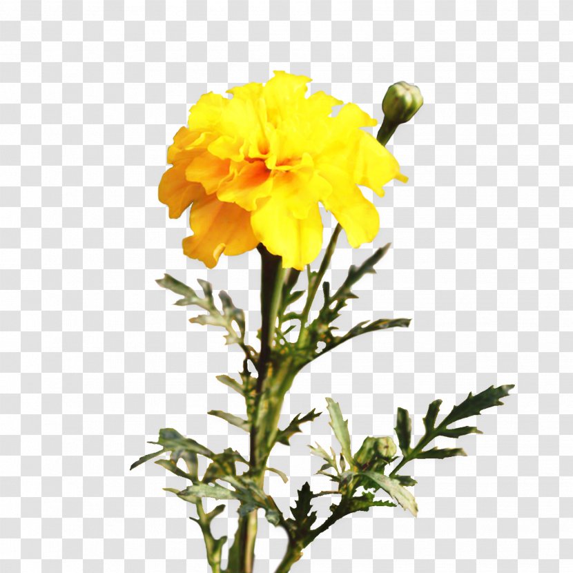 Pot Marigold Cut Flowers Plants Plant Stem - Flowering - Tagetes Transparent PNG