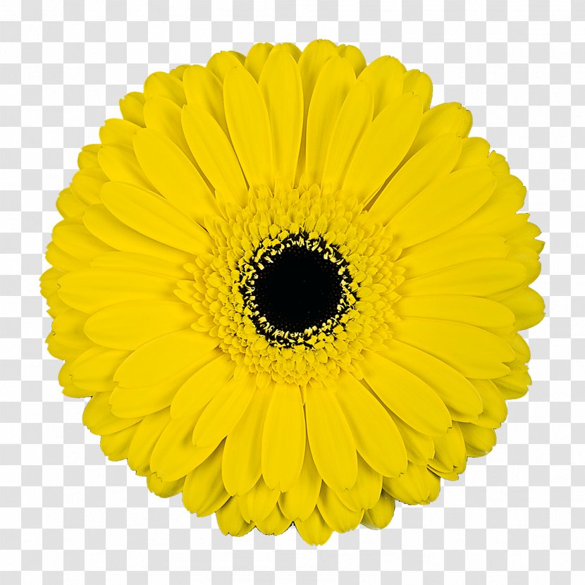 Woman Clip Art - Sunflower - Drawing Transparent PNG