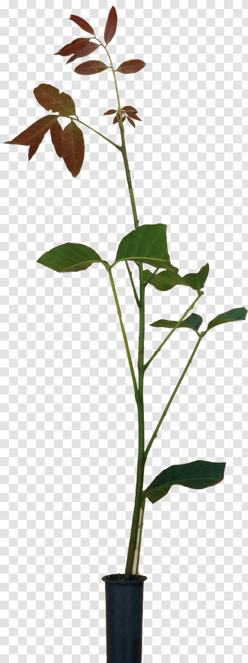 Twig Flowerpot Plant Stem Leaf - Flower Transparent PNG