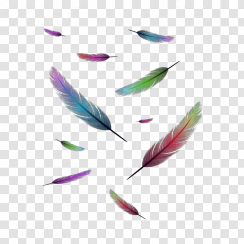 Feather Logo - Signage Transparent PNG