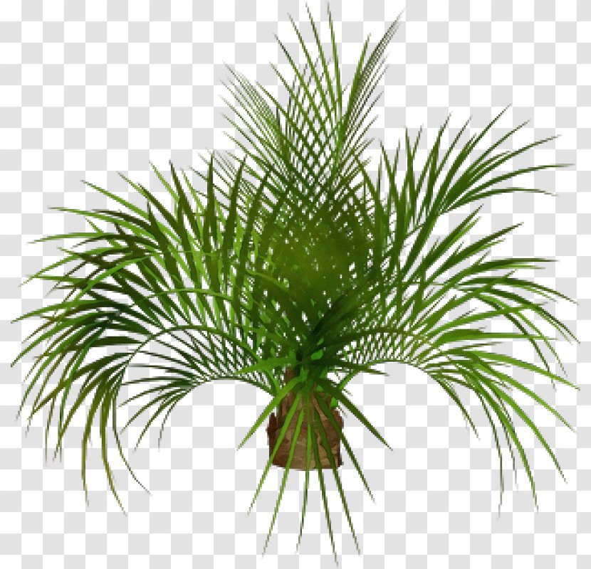 Palm Oil Tree - Plant - Pine Family Cycad Transparent PNG