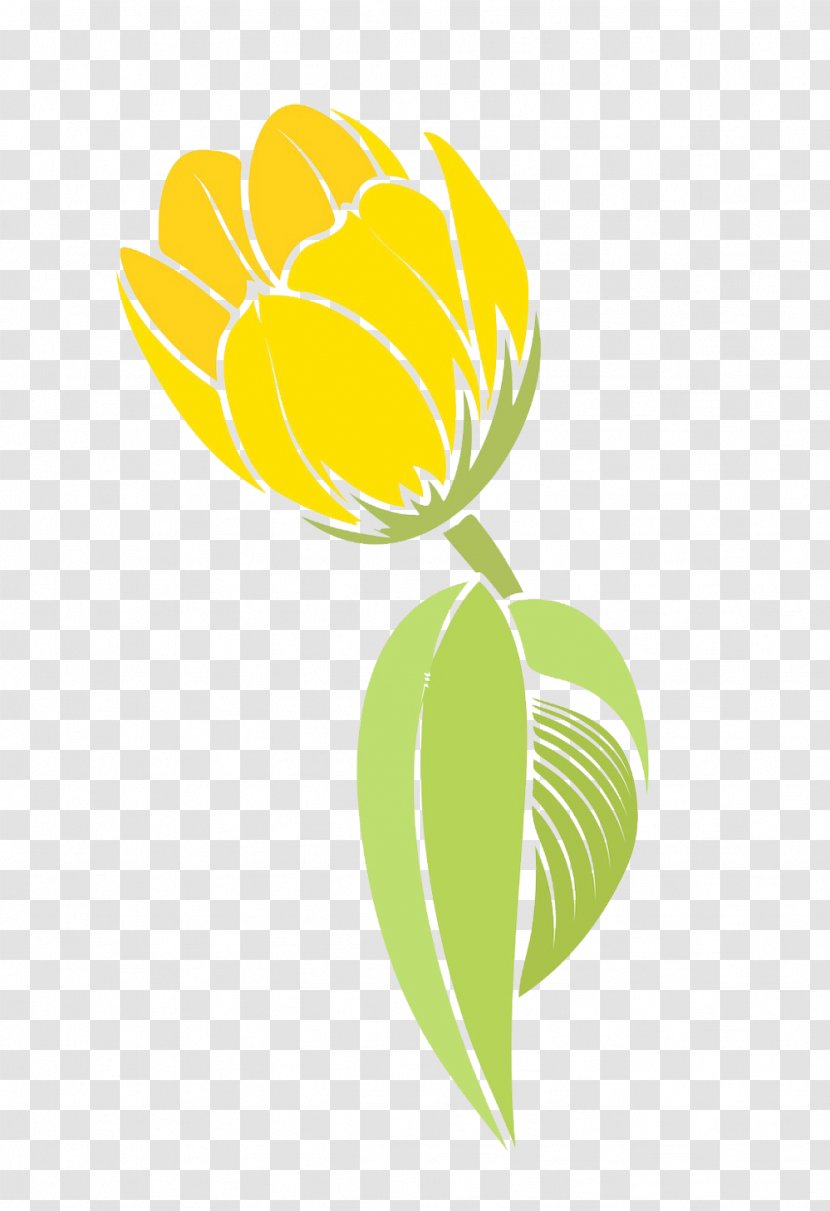 Tulip Flower Yellow - Plant - Beauty Picture Material Transparent PNG