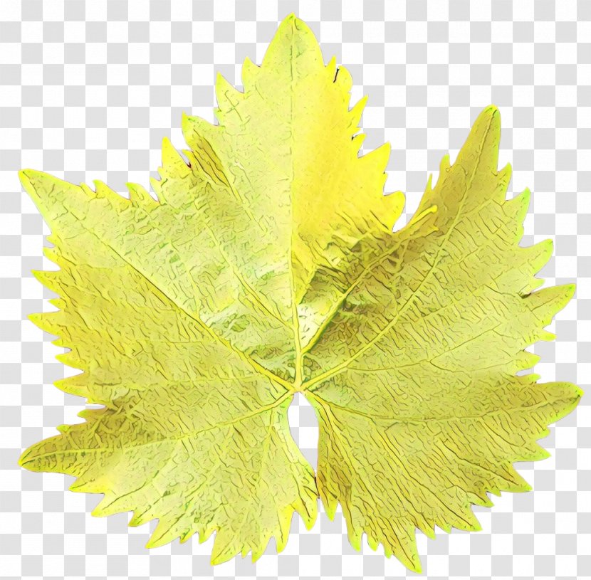 Tree Leaves - Flower Woody Plant Transparent PNG