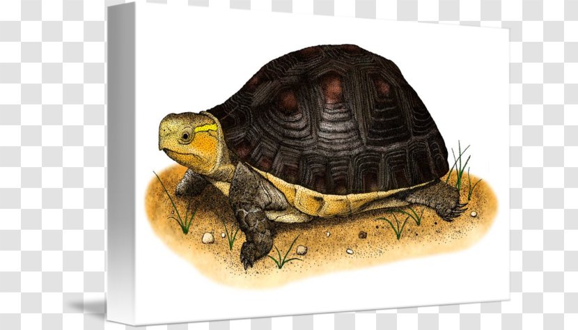 Box Turtles Tortoise Chinese Turtle Terrestrial Animal Transparent PNG