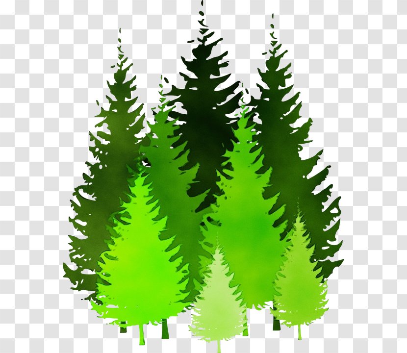 Watercolor Christmas Tree - Red Pine - Forest Sitka Spruce Transparent PNG