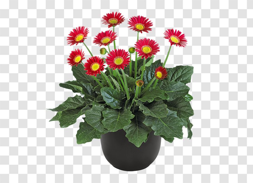 Marguerite Daisy Chrysanthemum Transvaal Floral Design Family - Flowering Plant Transparent PNG