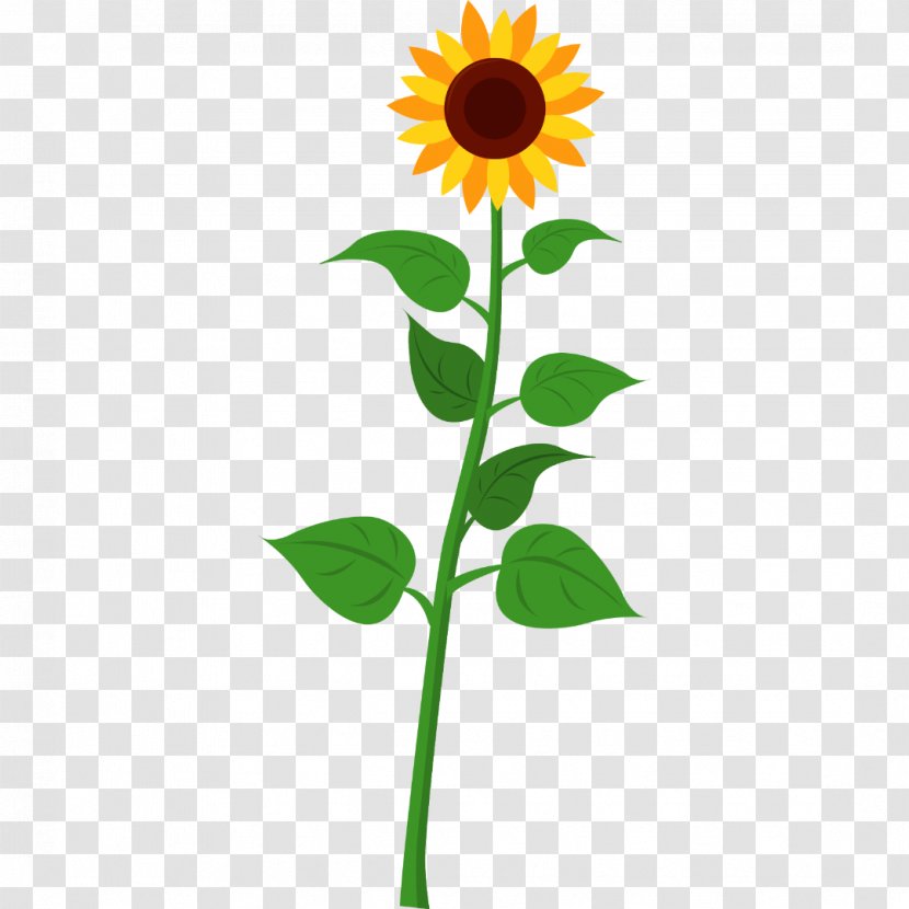 Sunflower - Yellow - Daisy Family Plant Stem Transparent PNG