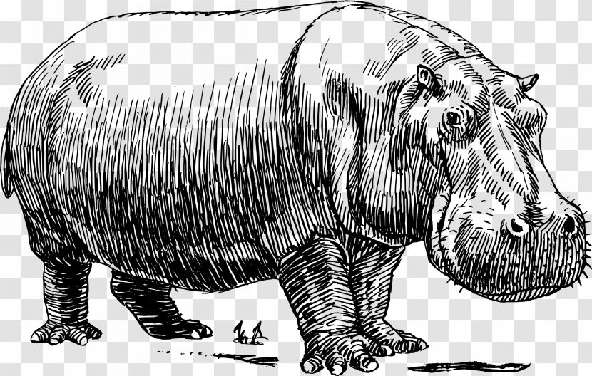 Hippopotamus Drawing Line Art - Painting - Hippo Transparent PNG