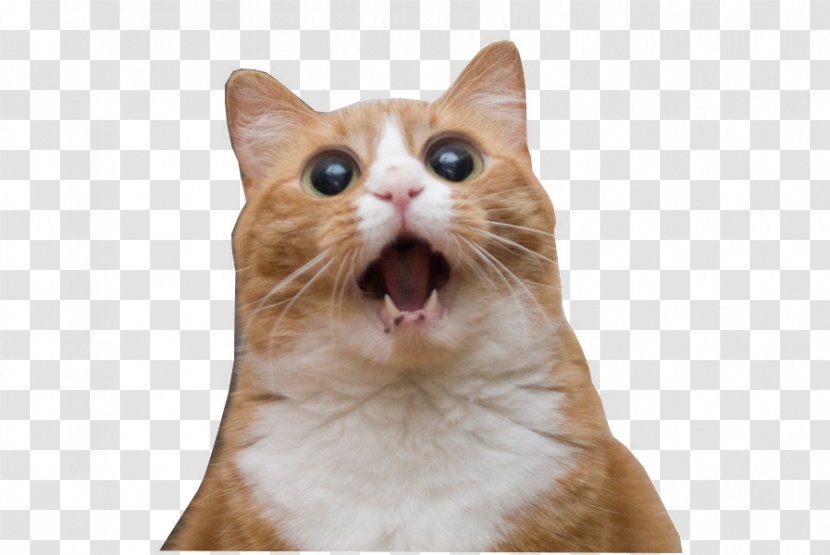 Cats And The Internet Lolcat Rage Comic Pet - Whiskers - Cat Transparent PNG