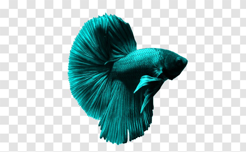 Siamese Fighting Fish Goldfish Aquarium Ornamental - Bubble Nest - Betta Transparent PNG