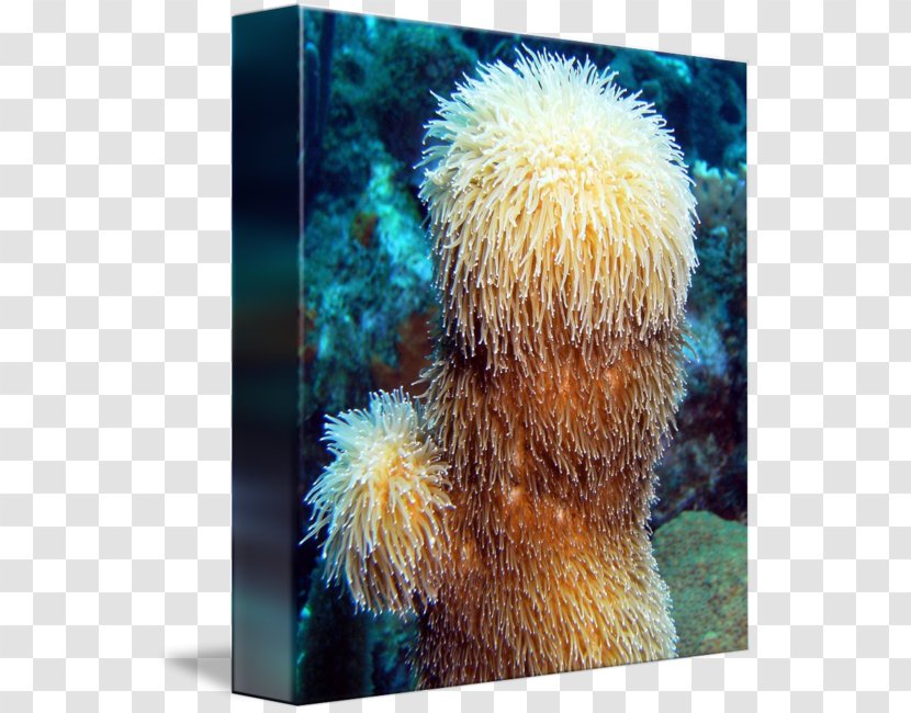 Stock Photography - Organism - Sea Sponge Transparent PNG