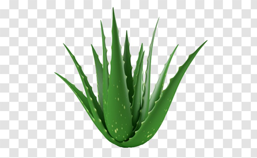 Aloe Vera Succulent Plant Gel Indoor Air Quality - Grass Family Transparent PNG