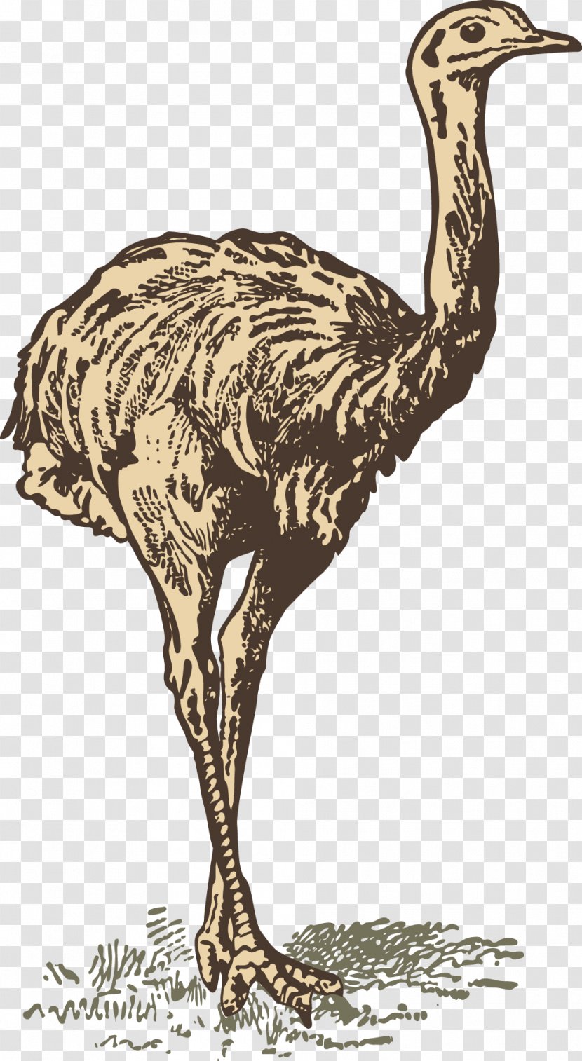 Common Ostrich Download Drawing - Wildlife Transparent PNG