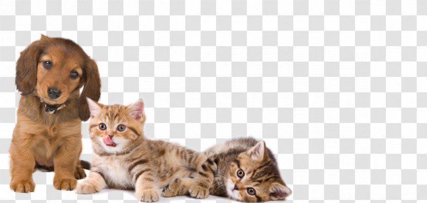 British Longhair Kitten Dog Catnip Hare - Carnivoran - Animals Transparent PNG