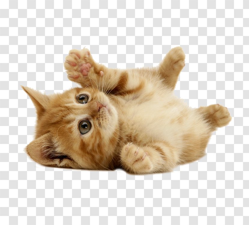 Kitten Puppy Cat Dog Cuteness - Whiskers Transparent PNG