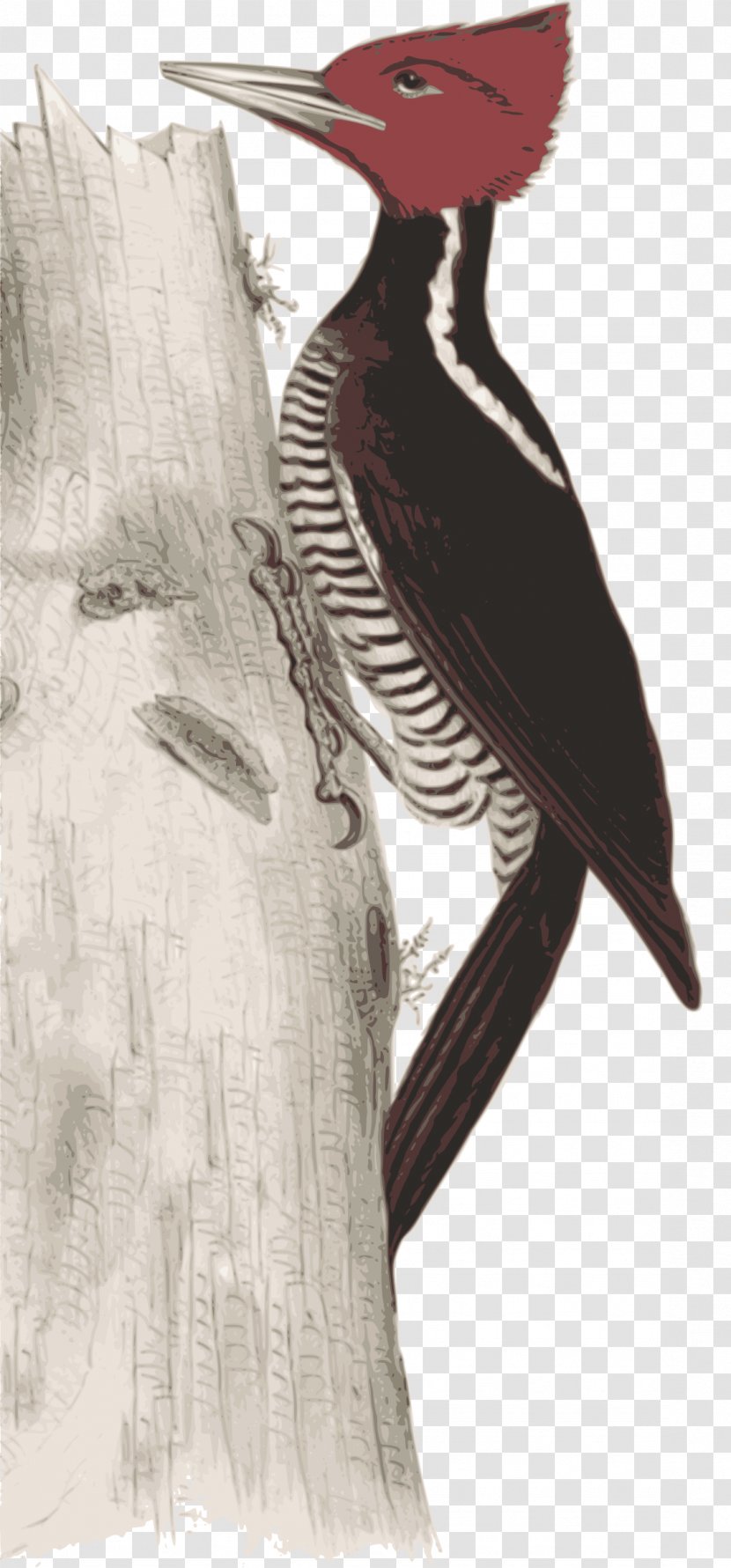 Woodpecker Bird Illustration Image Art Transparent PNG